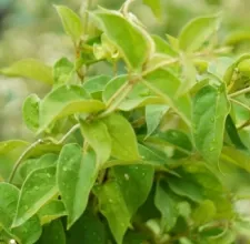 Gymnema leaves on the plant