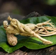 Panax ginseng roots on a leaf